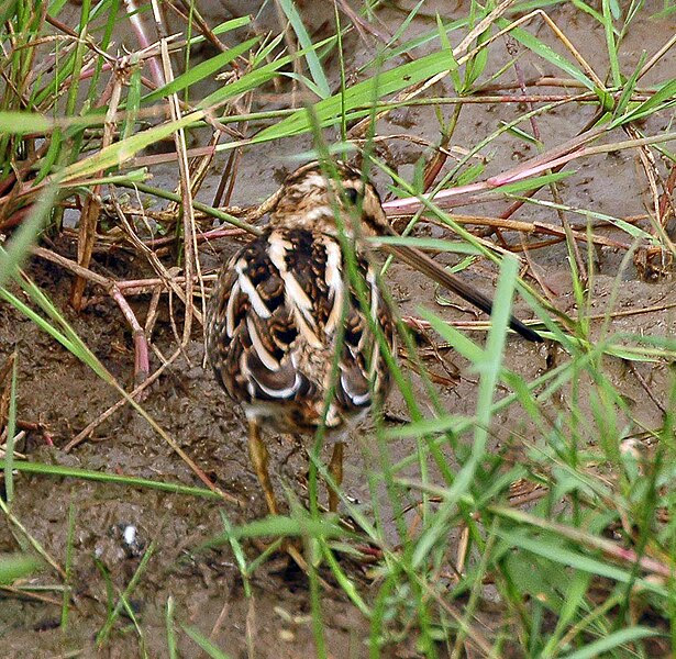 File:African Snipe mburo dec05.jpg