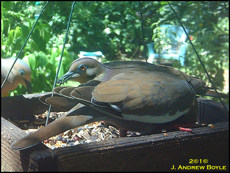 White-winged Dove