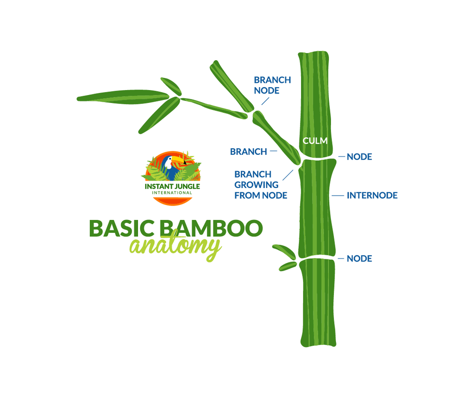 Anatomy Of Bamboo