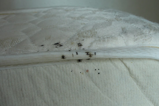 Bed Bug Eggs On Sheets 