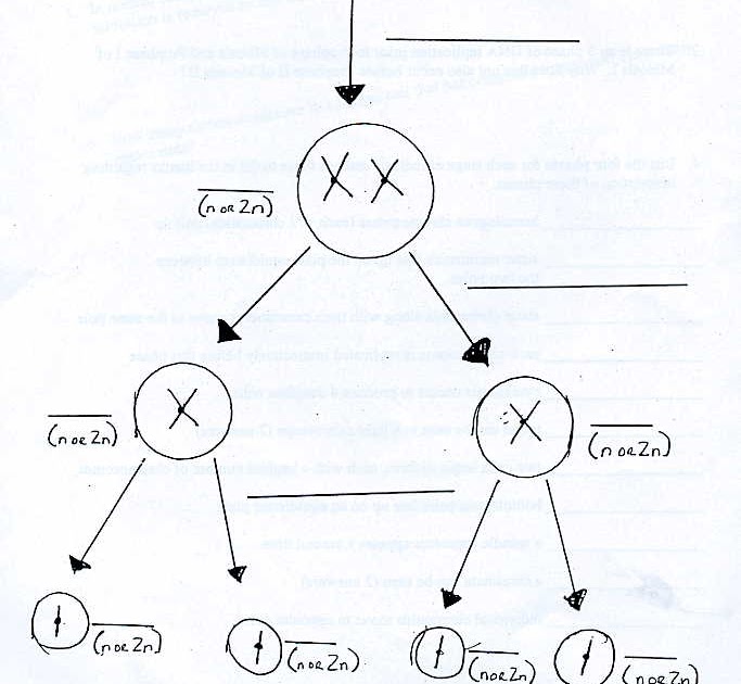Number Of Chromosomes Worksheet Answers / Reinforcement Chromosomes