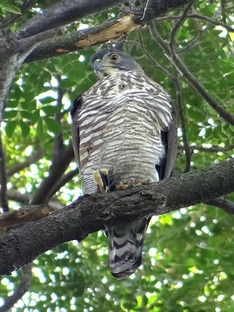 鳳頭蒼鷹/無限台南