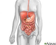 Illustration of the digestive system Illustration of the digestive system