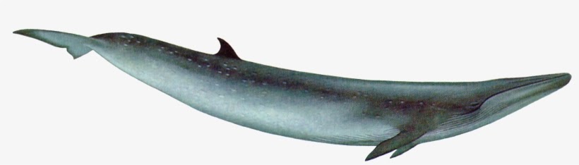 Blue Whale Png Transparent - Images | Amashusho