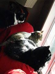 Three cats on squirrel patrol