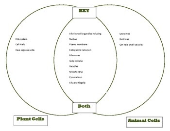 26 Venn Diagram Of Plant And Animal Cell - Wire Diagram ...