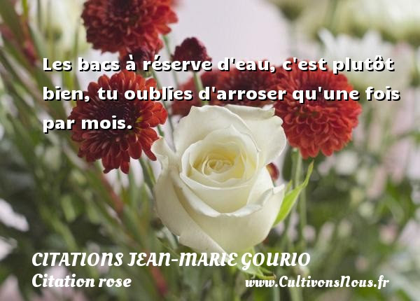 Citation Damour La Rose Rouge Best Citations D Amour