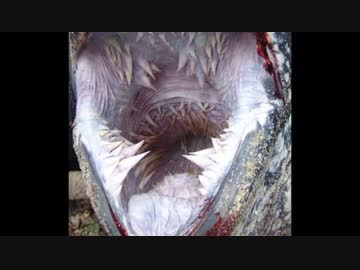 Hd限定危険 動物 動画 最高の動物画像