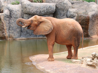 Typical Zoo Animals List