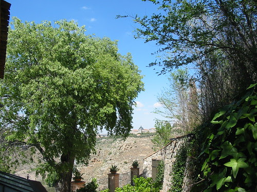 Gran almez (Celtis australis) en la ermita del Valle, Toledo (España)
