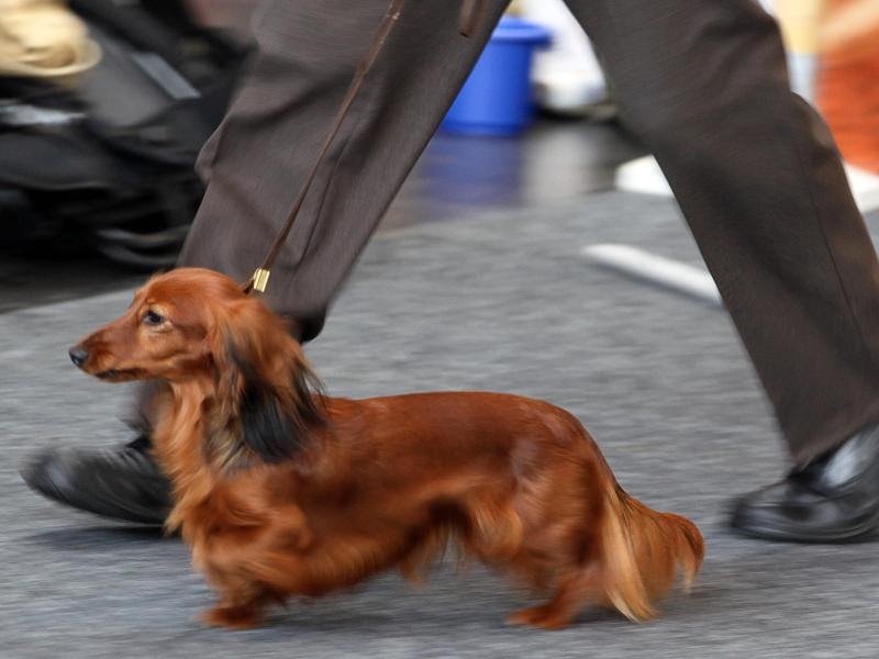 owalo design Kleine Hunde Berlin