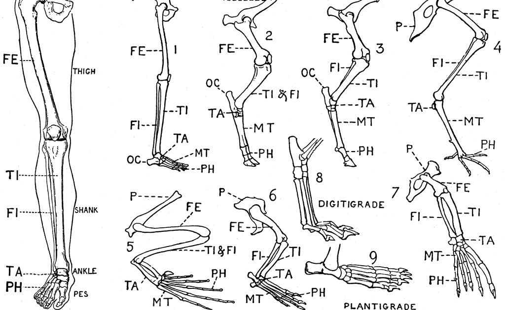 Human Leg Bone Diagram / Lower Extremity