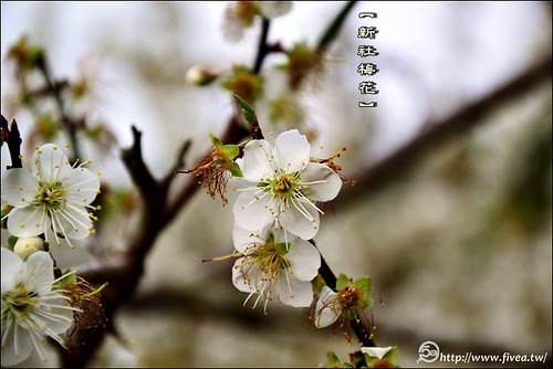 新社梅花隧道 新社梅花隧道