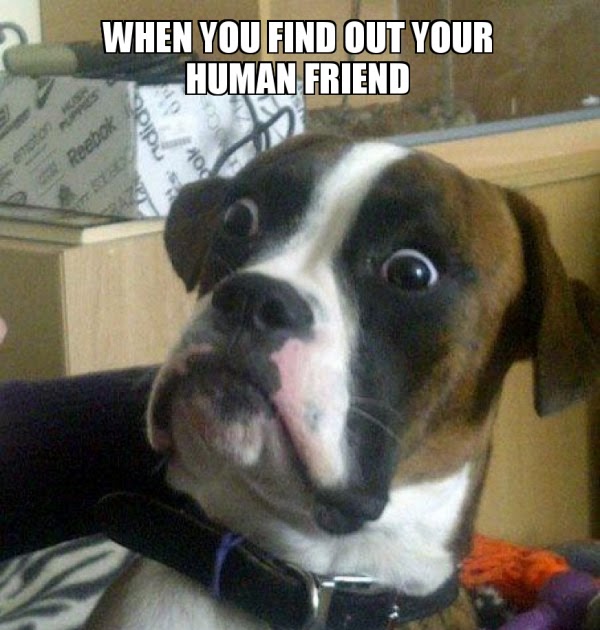 Dog With Tongue Out Meme - apsgeyser