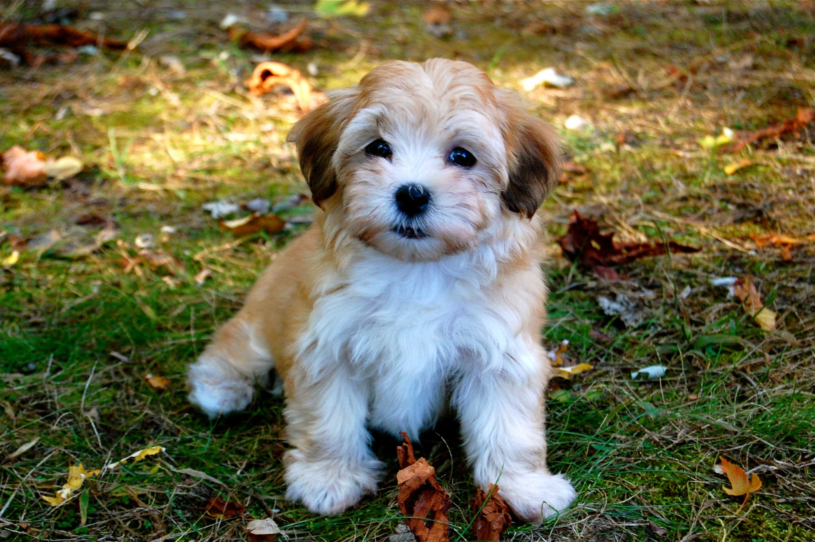 Havanese Puppies, Rescue, Pictures, Information, Temperament, Characteristics Animals Breeds Havanese Puppies, Rescue, Pictures, Information, Temperament, Characteristics Animals Breeds