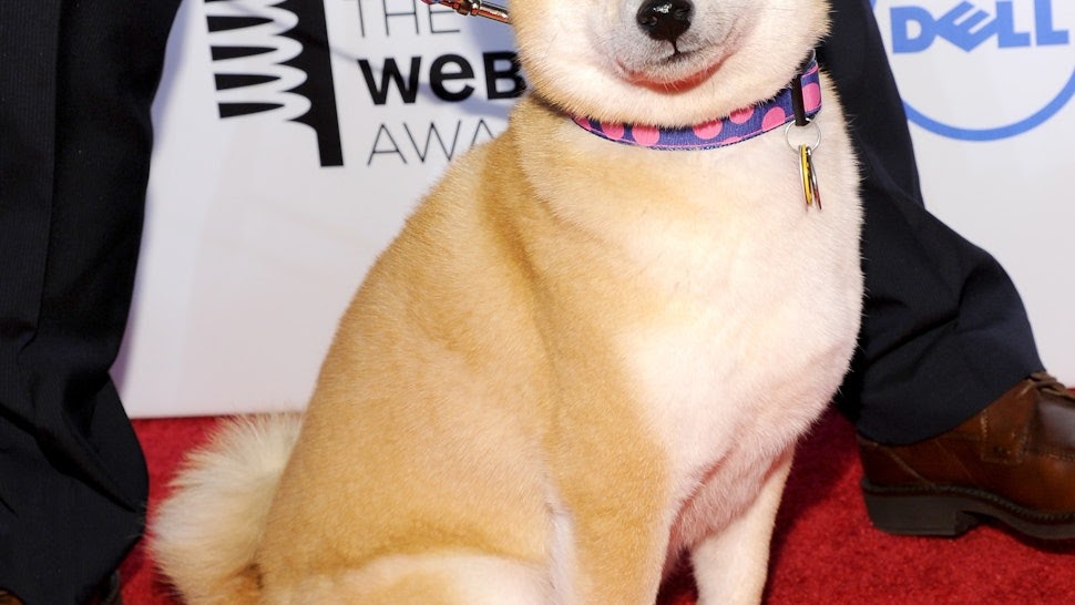 Doge The Dog : Transparent Doge Gif - Dancing Doge Gif Transparent, HD