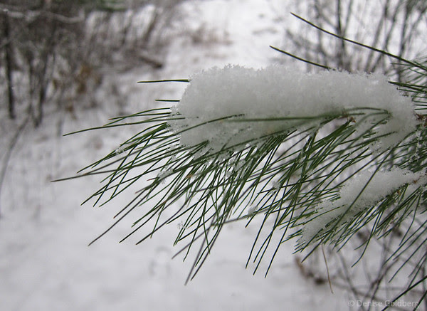 snow on evergreen