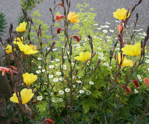 oenothera tetragona and tanacetum parthenium 'aureum'