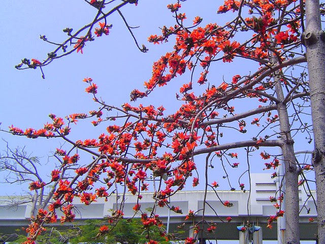 木棉花/無限台南
