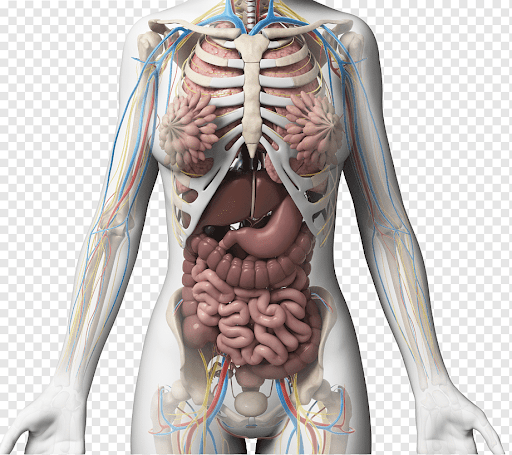 Female Organs Diagram - Human Female Internal Organs Anatomy 3D | CGTrader