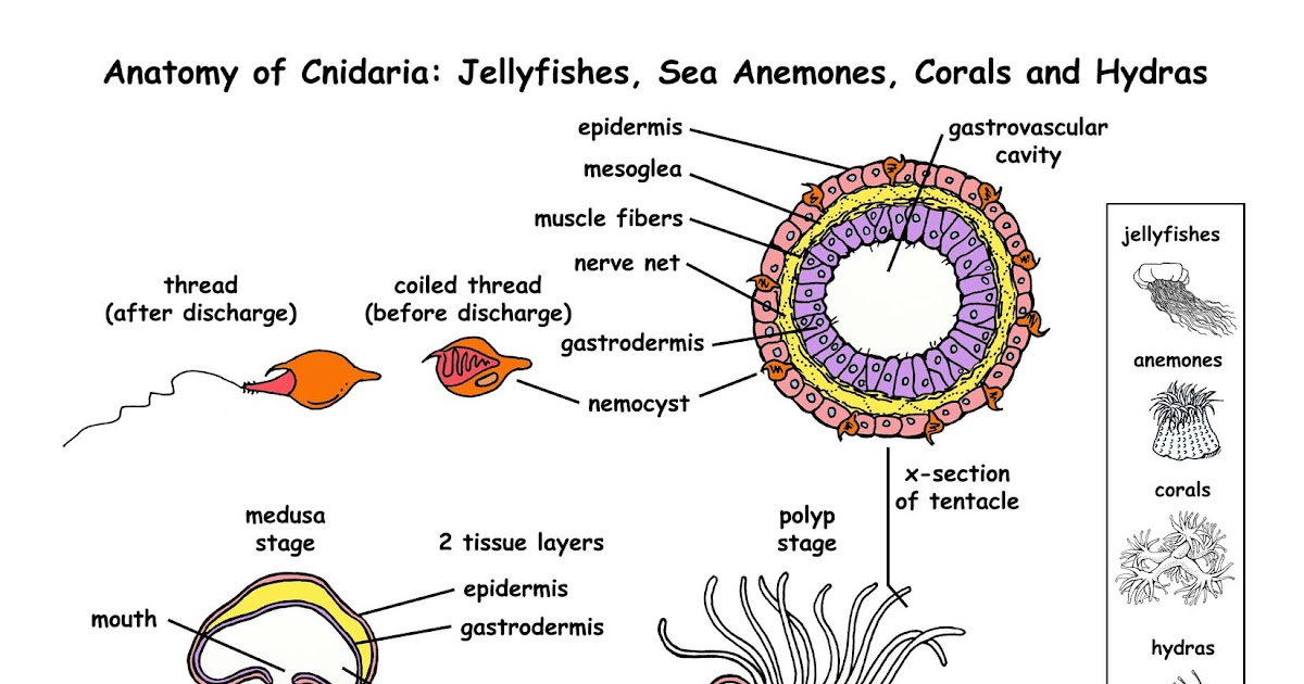 30 Cnidarians Coloring Worksheet Answers