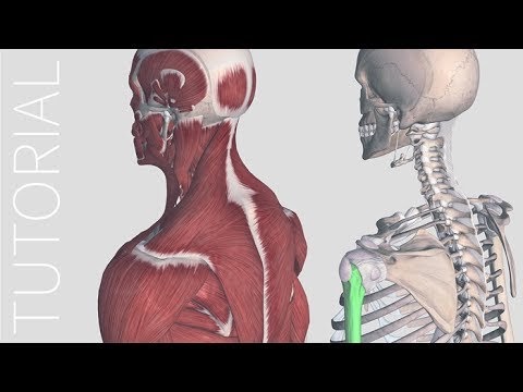 Anatomy Body Systems - Anatomy Drawing Diagram