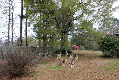 Our Backyard