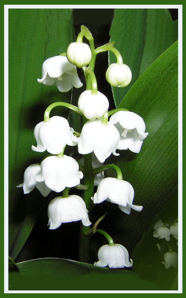 Bouquet De Muguet Gratuit : Muguet 1er mai - Bouquets et Compositions