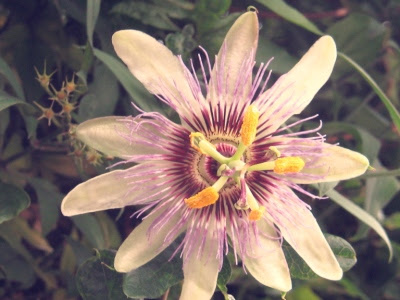 passion flower