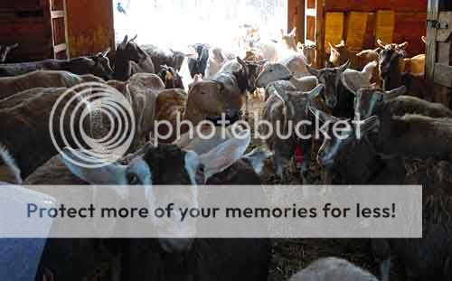 Checking on Goats