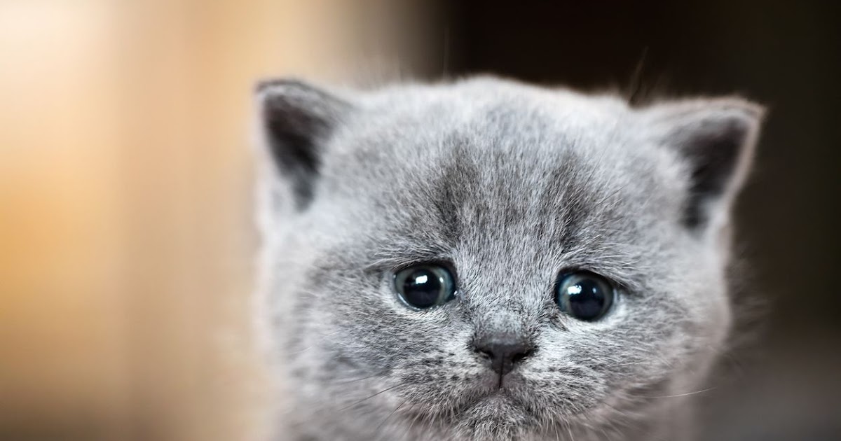 Nama Nama Kucing Anggora Betina - 81021+ Nama Untuk Kucing ...