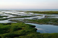 Wasserkoog Tetenbüll Salzwiesen 20.08.2011 18-48-41