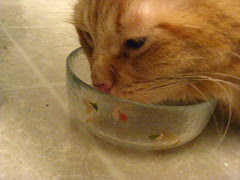 So good, Jasper licked the side of the bowl