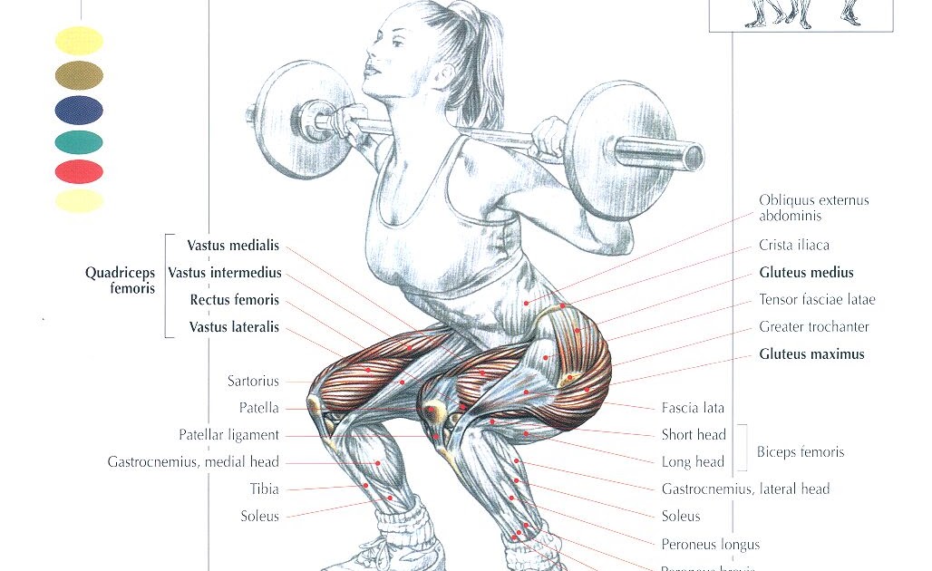 Leg Press Muscle Diagram : A diagram of a man's upper body with his