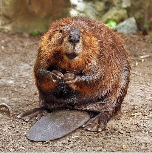 Invasive Species Mammals - Pets Lovers