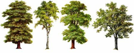 The Meaning of Trees