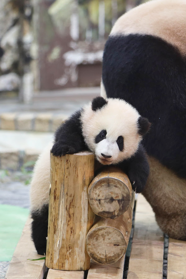 すべての動物画像 綺麗なパンダ の 赤ちゃん 大き さ