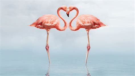 Flamingo Full Hd Wallpapers 1080p : Wallpapers13.com Flamingo Full Hd Wallpapers 1080p : Wallpapers13.com