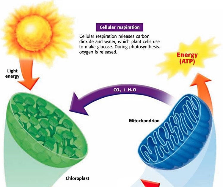Do plants carry out cellular respiration information