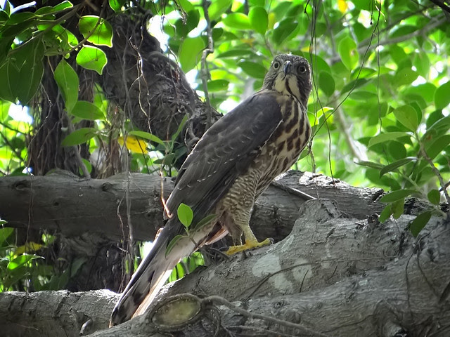 鳳頭蒼鷹/無限台南