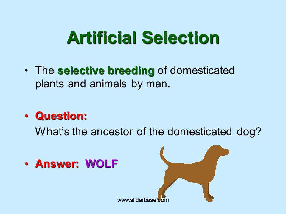 artificial-selection-evidence-of-common-descent-brussel-sprouts