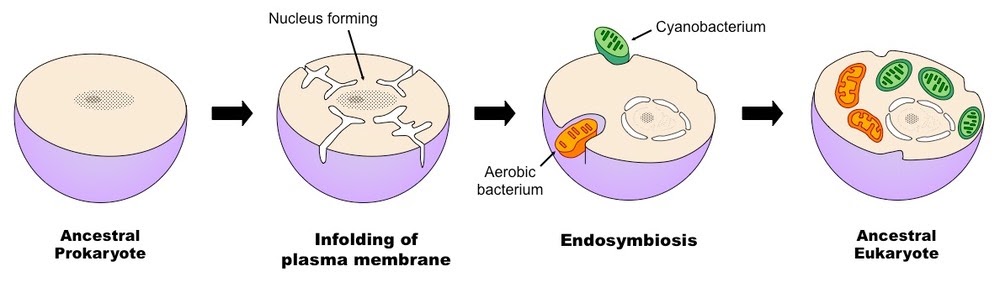 What Is Endosymbiotic Theory Simple Definition