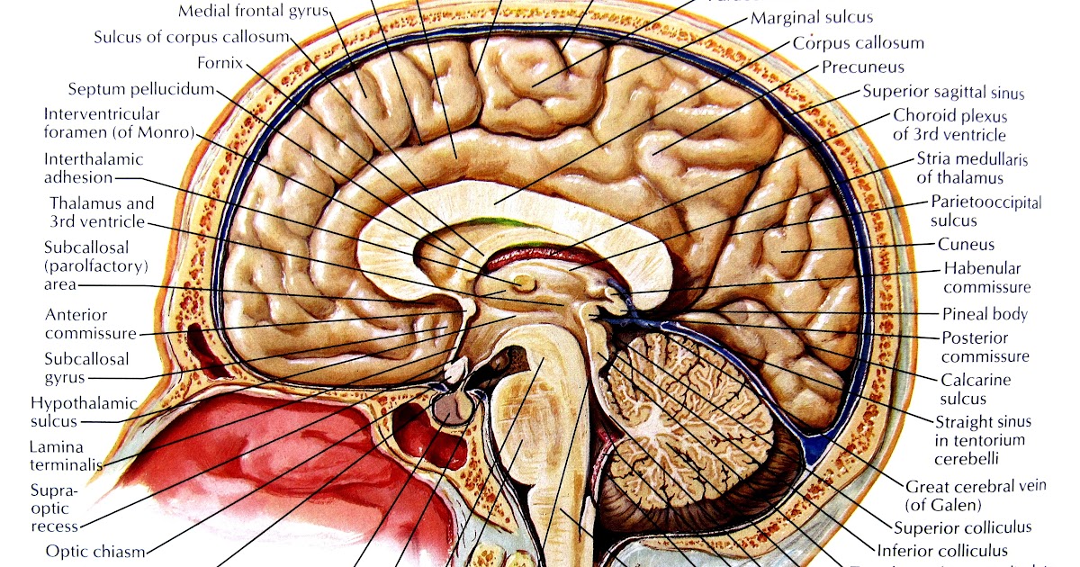 Poster : Sagittal Section Of Brain in Situ