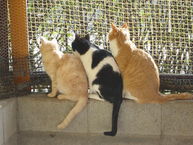 Japan Image 猫 しっぽ 種類