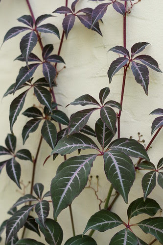 parthenocissus henryana