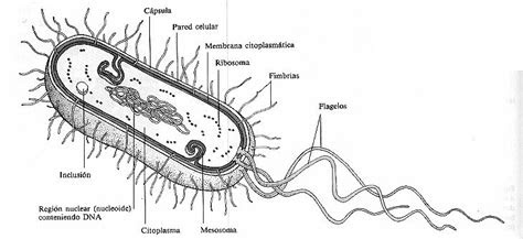 Bacteria Y Sus Partes - all about bacteria images