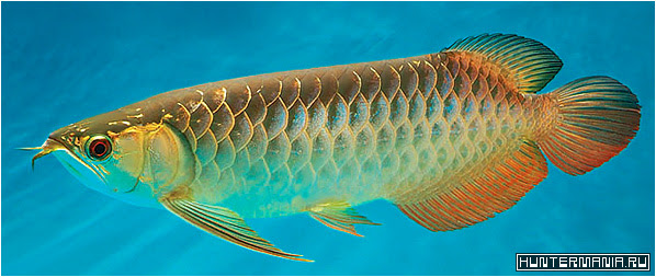 Самая дорогая аквариумная рыбка Platinum Arowana
