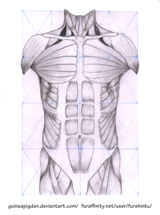 Мышцы торса рисунок