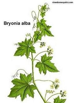 BRYONIA-ALBA