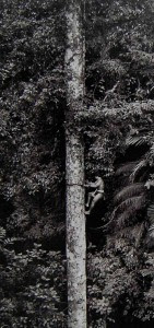 http://losarbolesinvisibles.com/wp-content/uploads/2015/07/Salgado_durian_detalle.jpg Salgado_durian_detalle